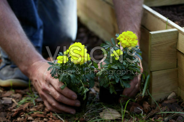 Square foot gardening Square foot gardening