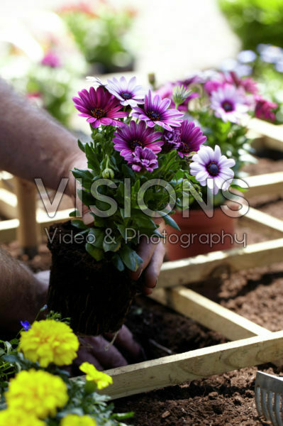Square foot gardening Square foot gardening