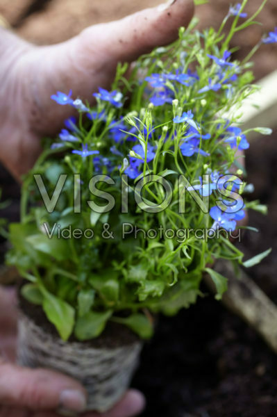 Lobelia Lobelia