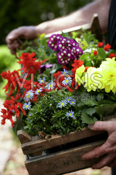 Square foot gardening Square foot gardening
