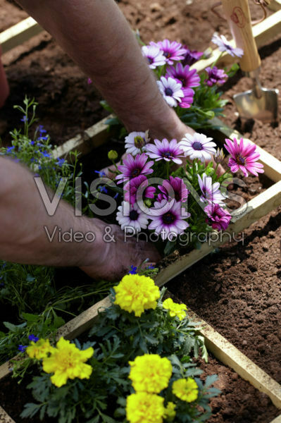 Square foot gardening Square foot gardening