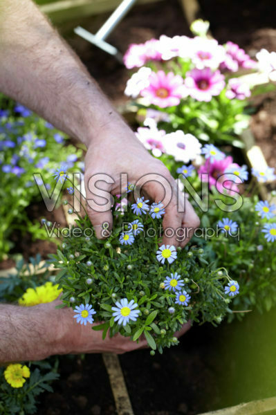 Square foot gardening Square foot gardening
