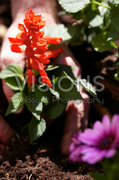 Salvia red Salvia red