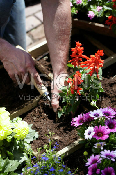 Square foot gardening Square foot gardening