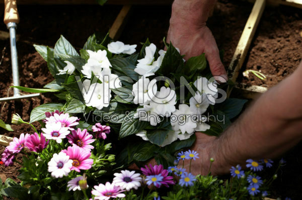 Square foot gardening Square foot gardening