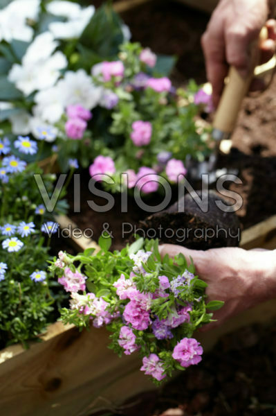 Square foot gardening Square foot gardening