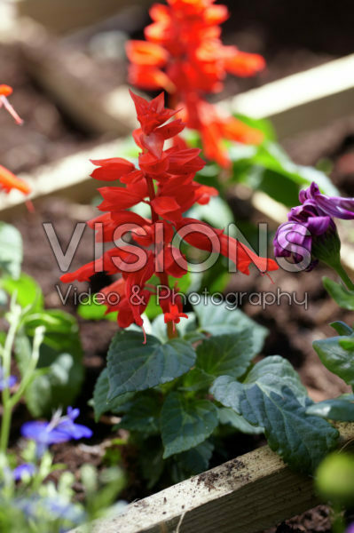 Square foot gardening Square foot gardening