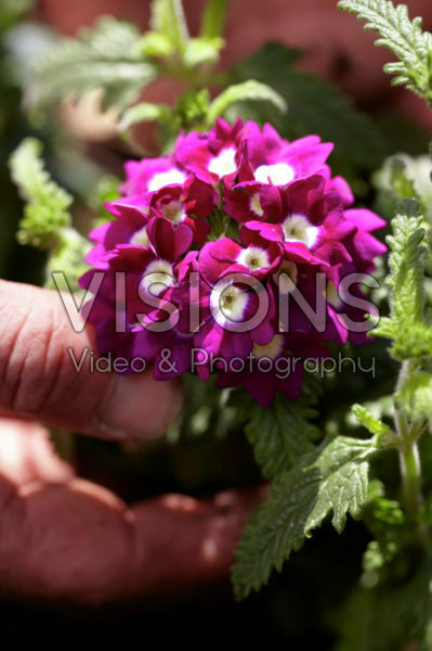 Square foot gardening Square foot gardening