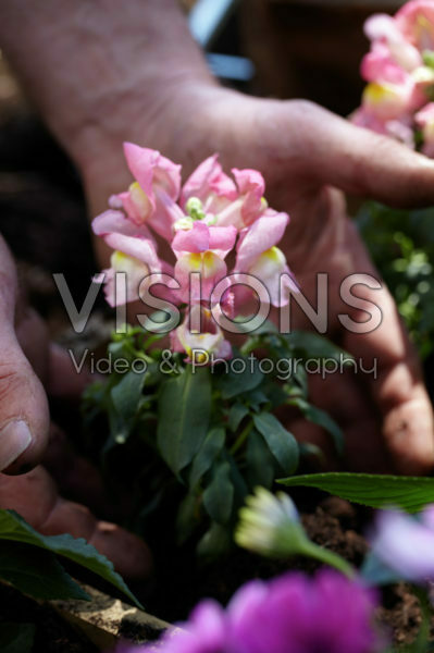Square foot gardening Square foot gardening