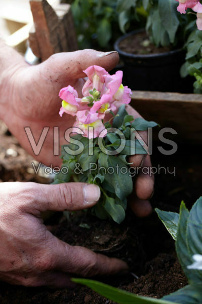 Square foot gardening Square foot gardening