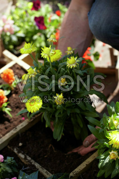 Square foot gardening Square foot gardening