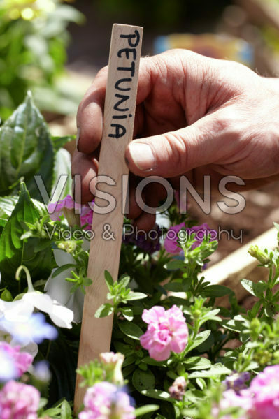 Square foot gardening Square foot gardening