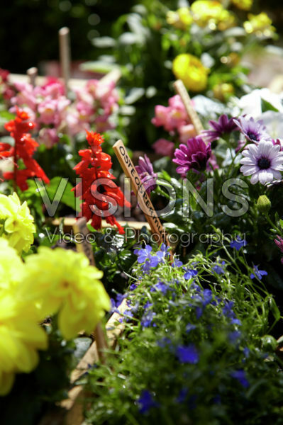 Square foot gardening Square foot gardening