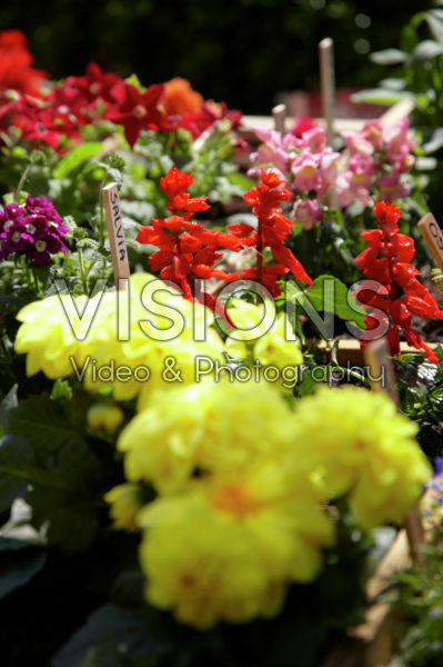 Square foot gardening Square foot gardening