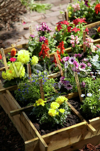 Square foot gardening Square foot gardening