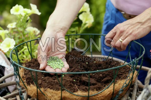 Making hanging basket Making hanging basket