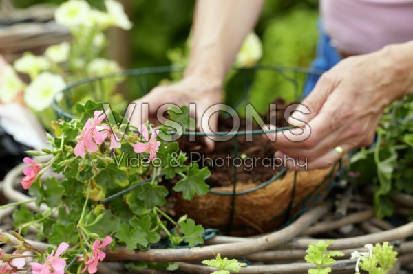 Making hanging basket Making hanging basket