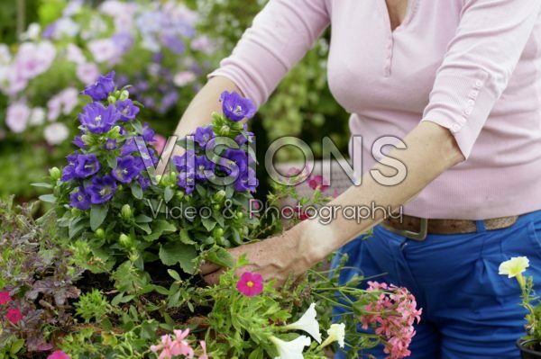 Making hanging basket Making hanging basket