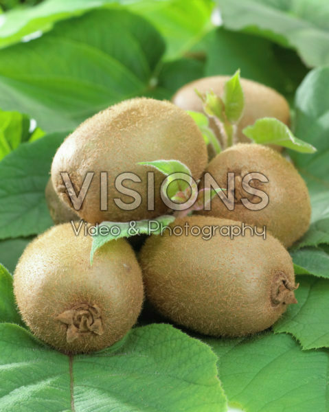 Actinidia deliciosa Jenny Actinidia deliciosa Jenny
