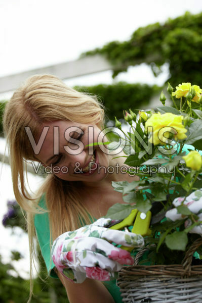 Woman cutting rose Woman cutting rose