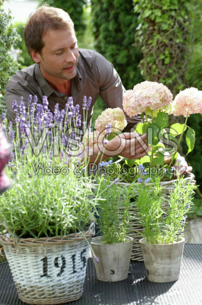 Man planting Hydrangea Man planting Hydrangea