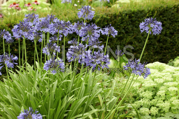 Agapanthus Midnight Star Agapanthus Midnight Star