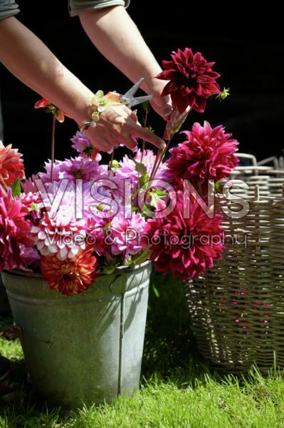 Making summer bouquet Making summer bouquet