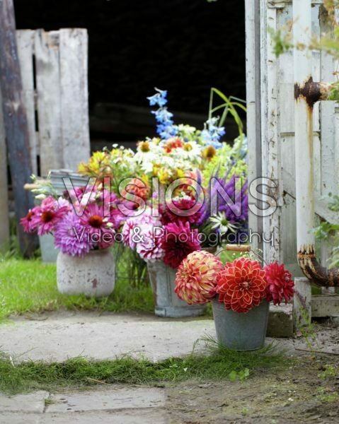 Summer flowers Summer flowers