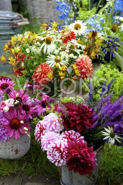 Summer flowers Summer flowers