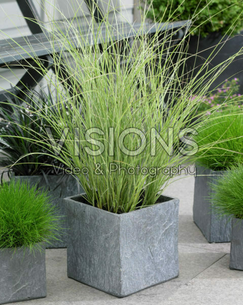 Miscanthus sinensis Morning Light Miscanthus sinensis Morning Light