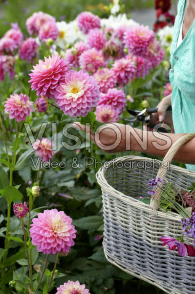 Woman picking summer flowers Woman picking summer flowers