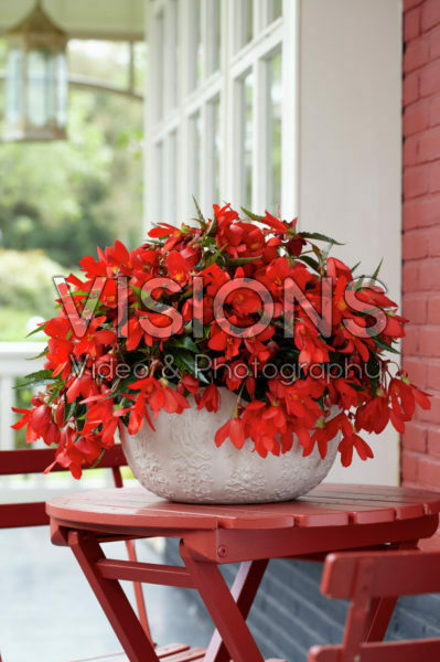 Begonia Encanto Begonia Encanto