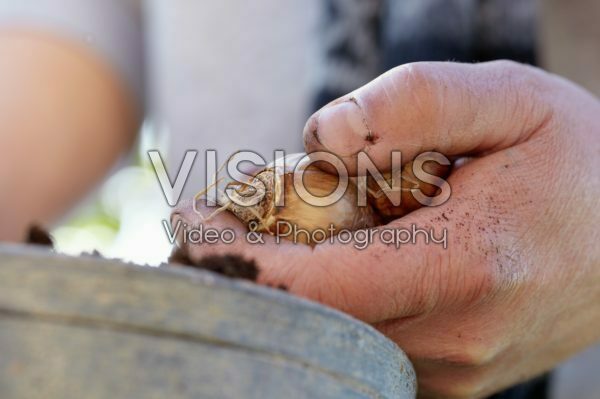 Planting narcissus bulbs Planting narcissus bulbs