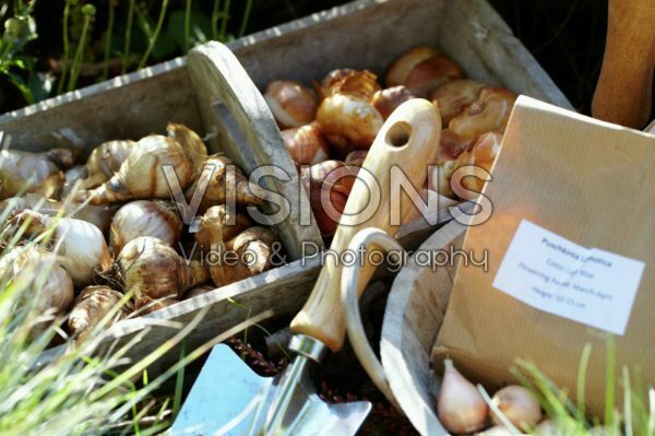 Planting bulbs Planting bulbs