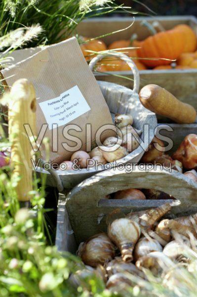 Planting bulbs Planting bulbs