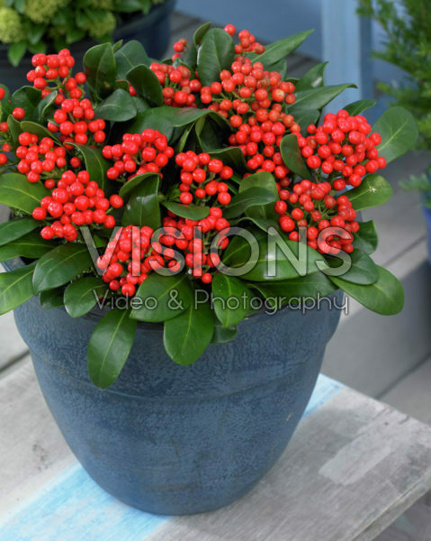 Skimmia japonica ‘Moerings 6’ PBR Red Berry Bee Skimmia japonica ‘Moerings 6’ PBR Red Berry Bee