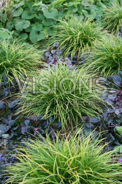 Mixed perennials Mixed perennials