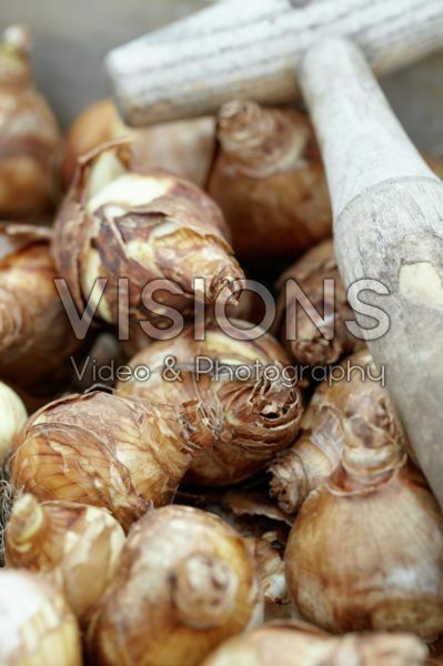 Narcissus bulbs Narcissus bulbs