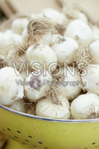 Allium nigrum bulbs Allium nigrum bulbs