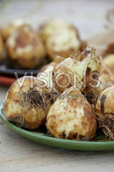 Camassia bulbs Camassia bulbs