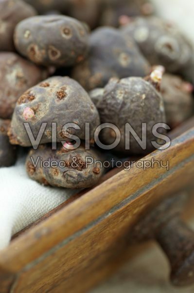 Geranium tuberosum bulbs Geranium tuberosum bulbs