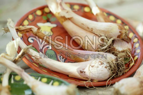 Allium obliquum bulbs Allium obliquum bulbs