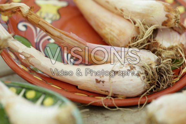 Allium obliquum bulbs Allium obliquum bulbs