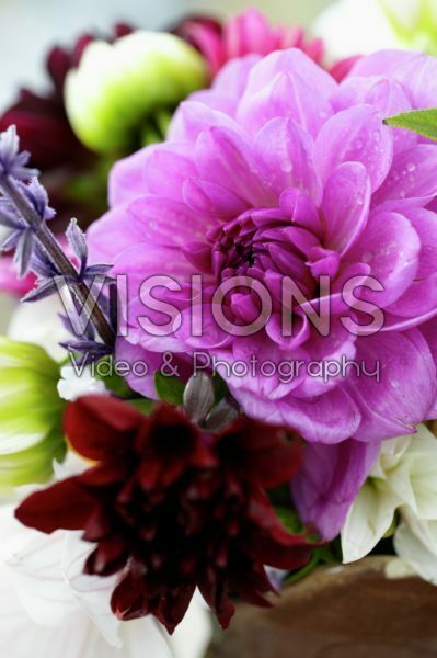 Dahlias Dahlias