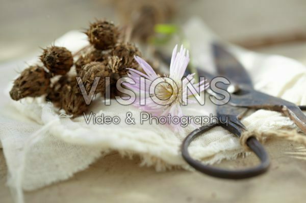 Centaurea Centaurea