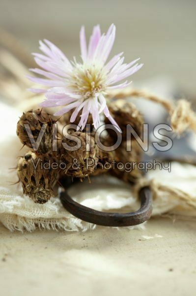 Centaurea Centaurea
