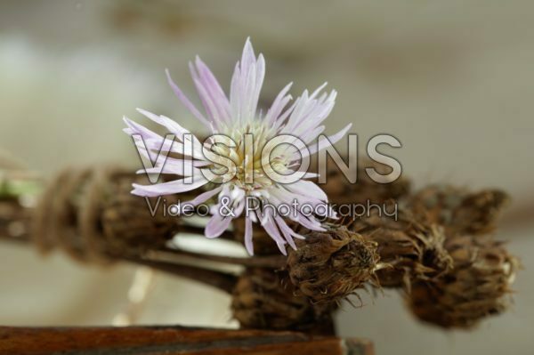 Centaurea Centaurea