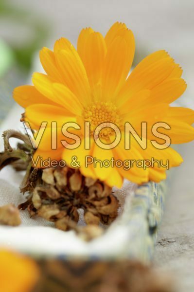 Calendula officinalis Calendula officinalis