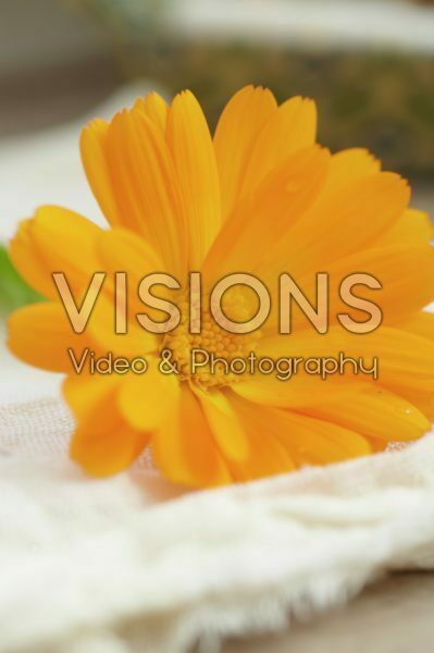 Calendula officinalis Calendula officinalis