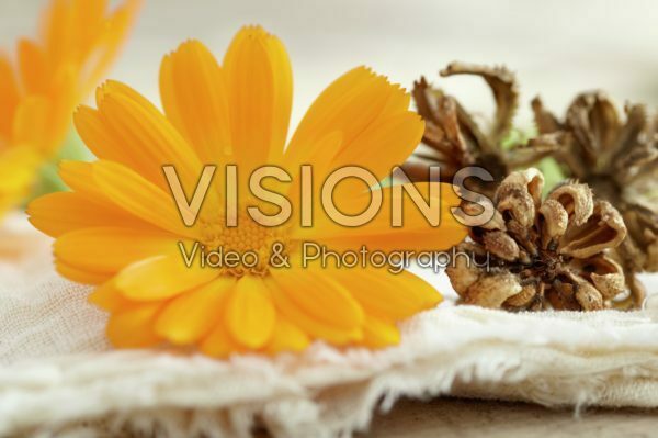 Calendula officinalis Calendula officinalis